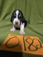 F0182, a female Basset Hound for sale in Saltillo, TX – Photo 1 of 5