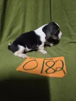 F0182, a female Basset Hound for sale in Saltillo, TX – Photo 4 of 5