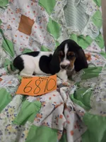 F6780, a female Basset Hound for sale in Saltillo, TX – 3 of 10