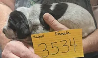 Female, a female Bluetick Coonhound for sale in Saltillo, TX – 5 of 5
