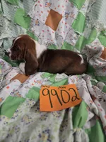 M9902, a male Basset Hound for sale in Saltillo, TX – 3 of 10