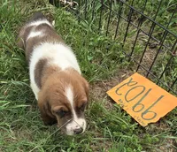 M9902, a male Basset Hound for sale in Saltillo, TX – Photo 5 of 6