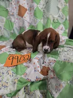M9902, a male Basset Hound for sale in Saltillo, TX – 2 of 10