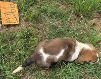 M9902, a male Basset Hound for sale in Saltillo, TX – Photo 4 of 6