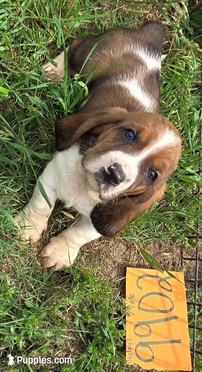 M9902, a male Basset Hound for sale in Saltillo, TX – 7 of 10