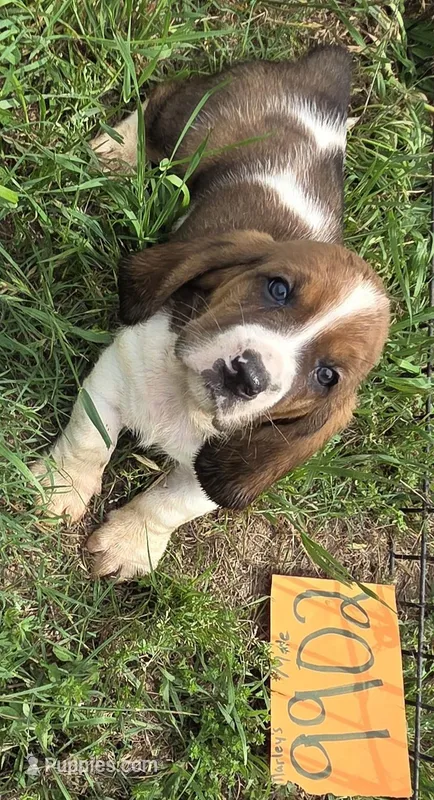 M9902 – Basset Hound puppy for sale in Saltillo, TX