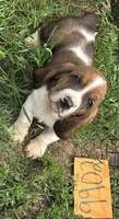M9902, a male Basset Hound for sale in Saltillo, TX – Photo 1 of 6