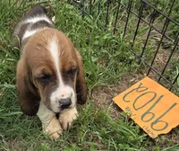 M9902, a male Basset Hound for sale in Saltillo, TX – Photo 3 of 6