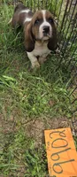 M9902, a male Basset Hound for sale in Saltillo, TX – Photo 2 of 6