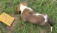 M9902, a male Basset Hound for sale in Saltillo, TX – Photo 6 of 6