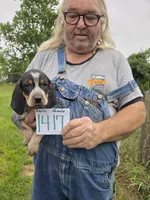 F1417, a male Bluetick Coonhound for sale in Saltillo, TX – 1 of 3