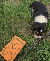 M5351, a male Basset Hound for sale in Saltillo, TX – Photo 4 of 4