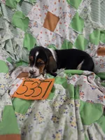 M5351, a male Basset Hound for sale in Saltillo, TX – 2 of 8