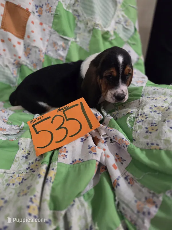 M5351 – Basset Hound puppy for sale in Saltillo, TX