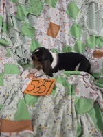 M5351, a male Basset Hound for sale in Saltillo, TX – 3 of 8
