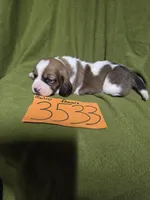 F3533, a female Basset Hound for sale in Saltillo, TX – Photo 4 of 6