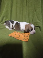 F3533, a female Basset Hound for sale in Saltillo, TX – Photo 3 of 6