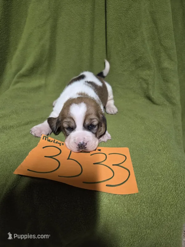 F3533 – Basset Hound puppy for sale in Saltillo, TX