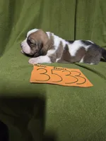 F3533, a female Basset Hound for sale in Saltillo, TX – Photo 2 of 6