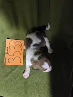 F3533, a female Basset Hound for sale in Saltillo, TX – Photo 6 of 6