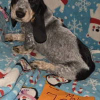 M7899, a male Basset Bleu de Gascogne for sale in Saltillo, TX – Photo 5 of 6