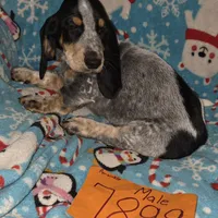 M7899, a male Basset Bleu de Gascogne for sale in Saltillo, TX – Photo 4 of 6
