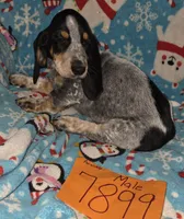 M7899, a male Basset Bleu de Gascogne for sale in Saltillo, TX – Photo 4 of 6