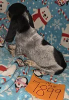 M7899, a male Basset Bleu de Gascogne for sale in Saltillo, TX – Photo 2 of 6