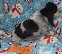 M7899, a male Basset Bleu de Gascogne for sale in Saltillo, TX – Photo 3 of 6