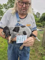 F1417, a male Bluetick Coonhound for sale in Saltillo, TX – 2 of 3