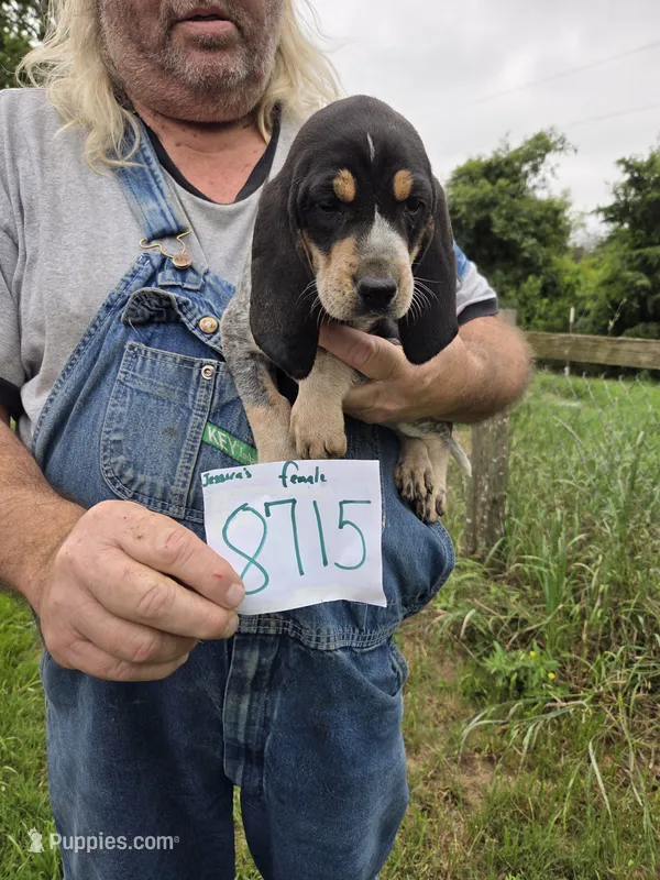 M8715 – Bluetick Coonhound puppy for sale in Saltillo, TX