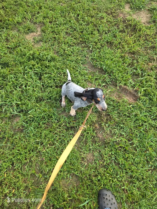 M1019 – Basset Bleu de Gascogne puppy for sale in Saltillo, TX