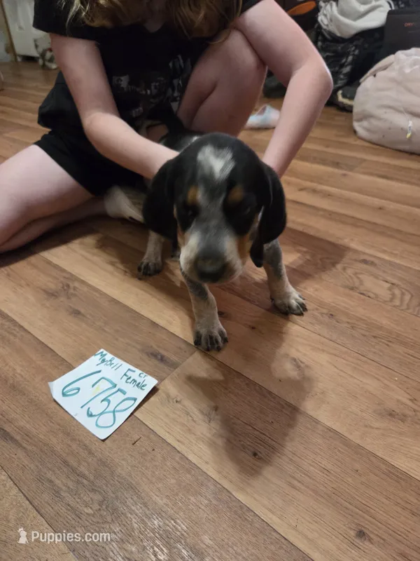 F6758 – Bluetick Coonhound puppy on hold in Saltillo, TX