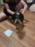 F6758, a female Bluetick Coonhound for sale in Saltillo, TX – 1 of 5