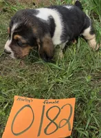 F0182, a female Basset Hound for sale in Saltillo, TX – Photo 3 of 5