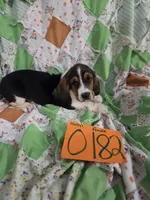 F0182, a female Basset Hound for sale in Saltillo, TX – 2 of 9