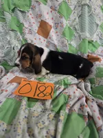 F0182, a female Basset Hound for sale in Saltillo, TX – 3 of 9