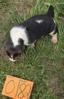 F0182, a female Basset Hound for sale in Saltillo, TX – Photo 4 of 5