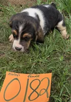 F0182, a female Basset Hound for sale in Saltillo, TX – Photo 5 of 5