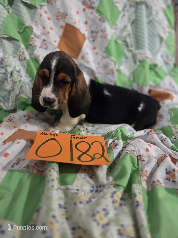 F0182 – Basset Hound puppy for sale in Saltillo, TX