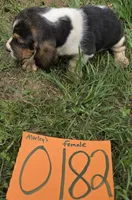 F0182, a female Basset Hound for sale in Saltillo, TX – Photo 2 of 5