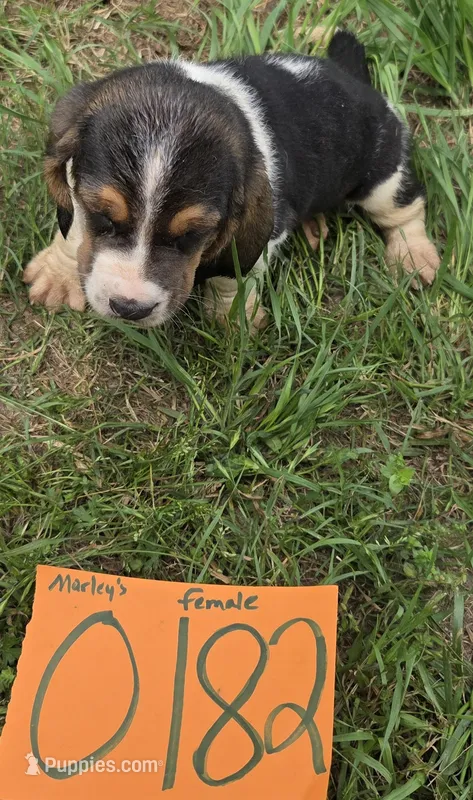 F0182 – Basset Hound puppy for sale in Saltillo, TX