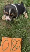 F0182, a female Basset Hound for sale in Saltillo, TX – Photo 1 of 5