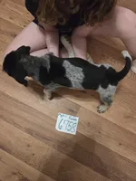 F6758 Betty Boop, a female Bluetick Coonhound for sale in Saltillo, TX – 3 of 9