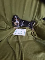 F4737, a female Basset Bleu de Gascogne for sale in Saltillo, TX – 2 of 10