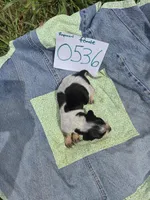 F0536, a female Basset Bleu de Gascogne for sale in Saltillo, TX – Photo 5 of 5
