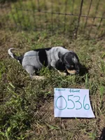 F0536, a female Basset Bleu de Gascogne for sale in Saltillo, TX – 7 of 10