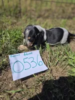 F0536, a female Basset Bleu de Gascogne for sale in Saltillo, TX – 8 of 10