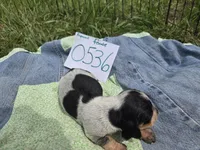 F0536, a female Basset Bleu de Gascogne for sale in Saltillo, TX – Photo 4 of 5