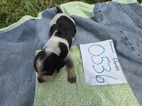 F0536, a female Basset Bleu de Gascogne for sale in Saltillo, TX – Photo 2 of 5